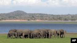 A herd of Sri Lankan wild elephants gather at Minneriya national park August 12, 2011.