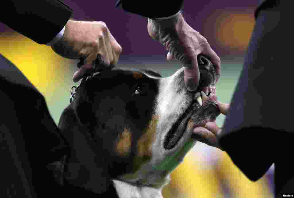 Anjing jenis Greater Swiss Mountain sedang dinilai pada kompetisi kelompok anjing pekerja dalam lomba anjing Westminster Kennel Club ke-137 di Madison Square Garden, New York (12/2). 