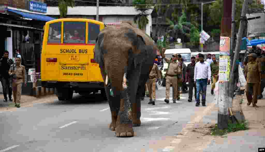 Indian forest officials and police personnel chase away a wild male elephant at Hengrabari area in Guwahati.