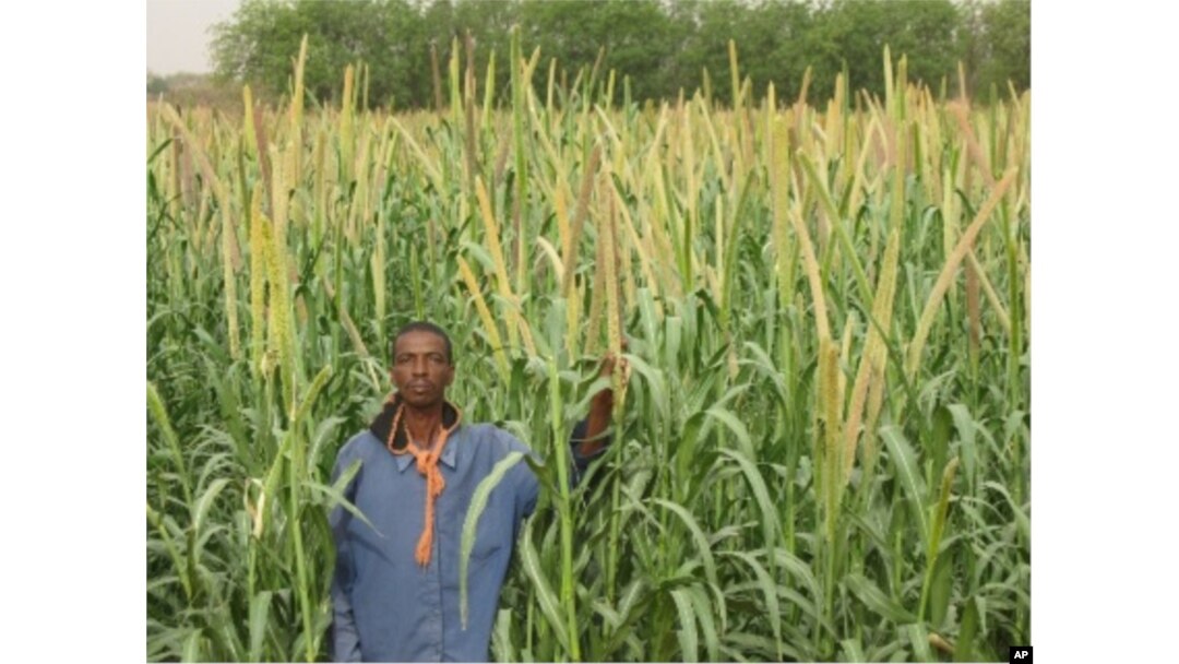 ICRISAT aims to improve yields of millet in northern Nigeria, where the grain is used for making a thick dough ("fura"), a popular drink ("fura da nunnu") and a custard-like food ("kwoko")