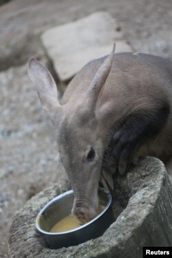 Misha the aardvark is seen in this undated photograph received via the London Zoo, Dec. 23, 2017. Misha died on Saturday in a fire that broke out in the Animal Adventure section, the zoo said.
