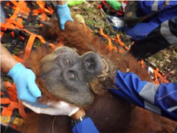 Orangutan Tapanuli saat dievakuasi dari permukiman warga di Dusun Padang Bulan, Desa Marsada, Kecamatan Marsada, Kabupaten Tapanuli Selatan, Sumut. (Courtesy- BBKSDA Sumut).