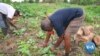 Ghana's Organic Farming Growing in Popularity During Pandemic 