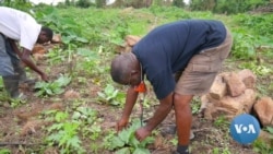Organic Food Grows More Popular in Ghana During Pandemic 