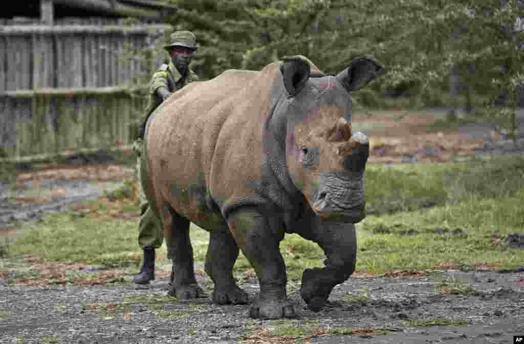 Kenya Dying Rhino Species