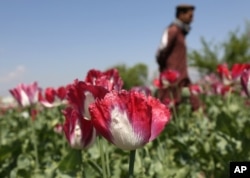 FILE - Afghan boy walks through a poppy field to harvest opium, the main ingredient in heroin, in the Khogyani district of Jalalabad, east of Kabul, Afghanistan.