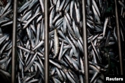 Anchovies are seen after being removed from a boat at the port of Matosinhos in Portugal, May 29, 2018.