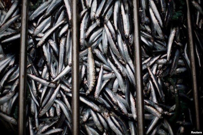 Anchovies are seen after being removed from a boat at the port of Matosinhos in Portugal, May 29, 2018.