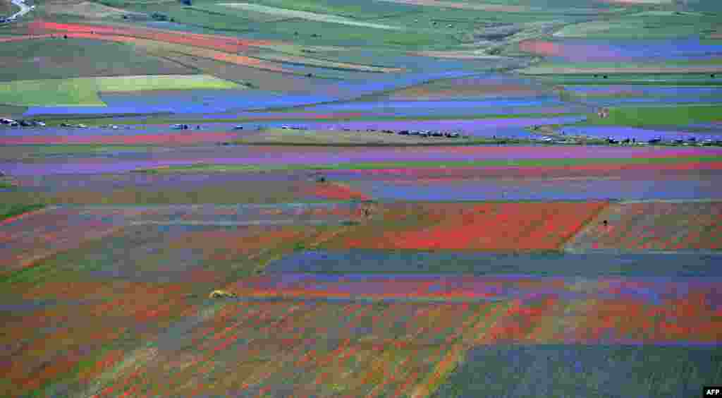 Bunga-bunga mekar di Castelluccio, sebuah desa kecil di kawasan Umbria, Italia.