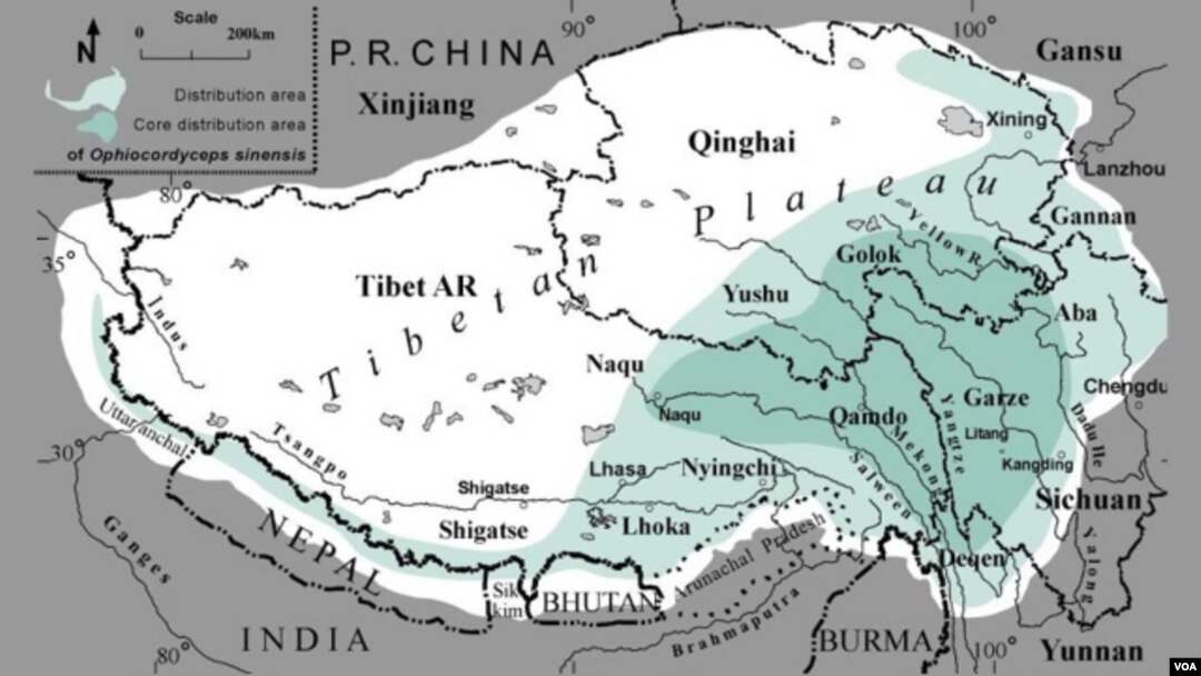 Map: Cordyceps distribution area, Tibet.