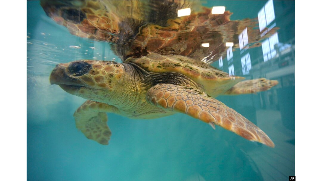 New England Seeing A Rise In Beached Sea Turtles