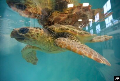 New England Seeing A Rise In Beached Sea Turtles