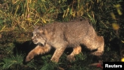 FILE - A Canada lynx is shown in this undated US Fish and Wildlife Service photo.