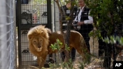 Seekor singa yang pernah dilibatkan dalam pertunjukan sirkus, dirawat di Emoya Big Cat Sanctuary, Vaalwater, Afrika Selatan, 1 Mei 2016. (Foto: dok).