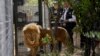 Peternakan Afsel Bunuh 54 Singa Peliharaan untuk Diambil Tulangnya