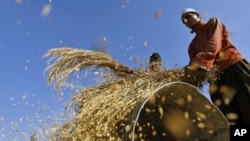 Farmers thresh the grain in Shariefabad on the outskirts of Srinagar, India, October 6, 2010