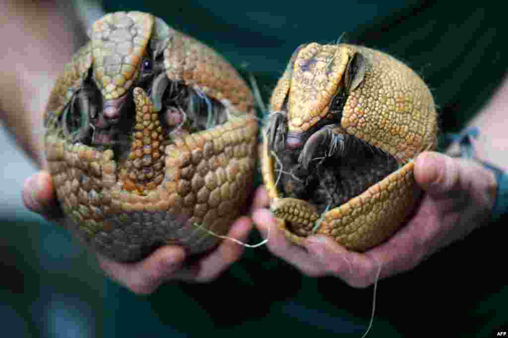 Two armadillos are held by a zookeeper during the annual inventory at the zoo in Dresden, eastern Germany.