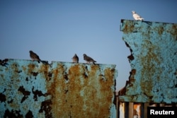 Birds are seen on a section of the border fence between United States and Mexico in Tijuana, Mexico Dec. 15, 2018.