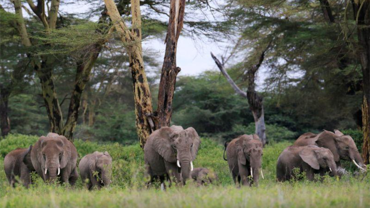 Environmentalists: Kenyan Avocado Farm Would Block Elephant Movements