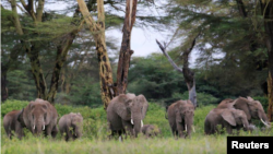 Elephants are seen within the Kimana Sanctuary, part of a crucial wildlife corridor that links the Amboseli National Park to the Chyulu Hills and Tsavo protected areas, within the Amboseli ecosystem in Kimana, Kenya February 8, 2021. (REUTERS/Thomas Mukoya)