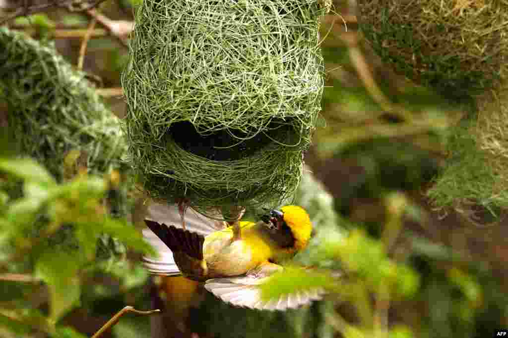 The Baya Weaver builds its nest on the outskirts of Ajmer, India.