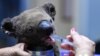 Koalas Could Disappear from Australian State by 2050