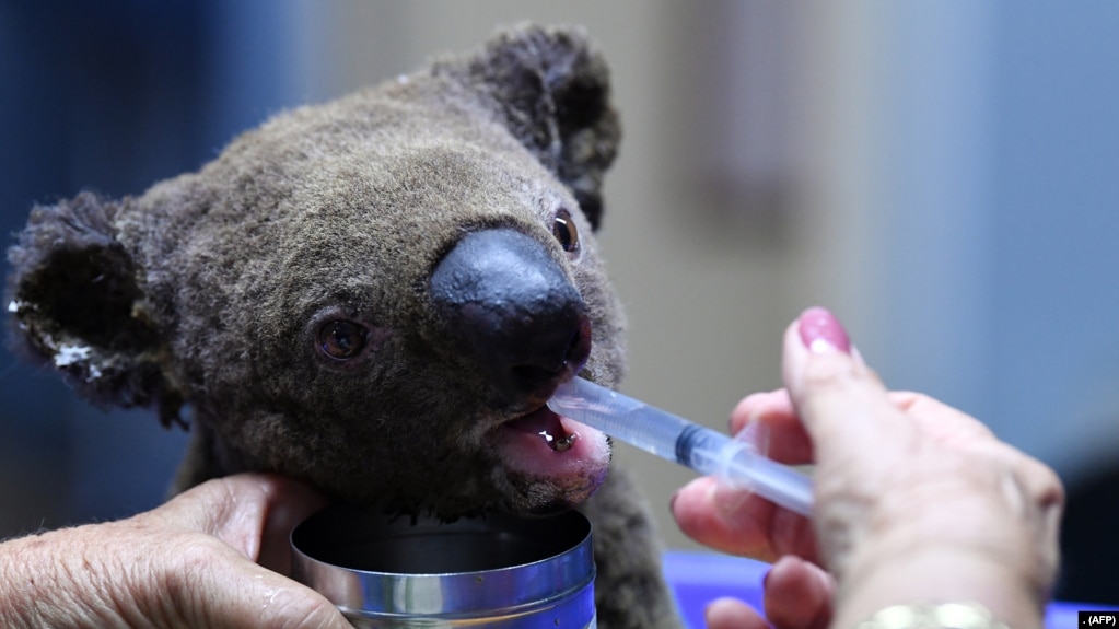 FILE - A dehydrated and injured Koala receives treatment at the Port Macquarie Koala Hospital in Port Macquarie, Australia, on November 2, 2019, after its rescue from a wildfire. (Photo by SAEED KHAN / AFP)