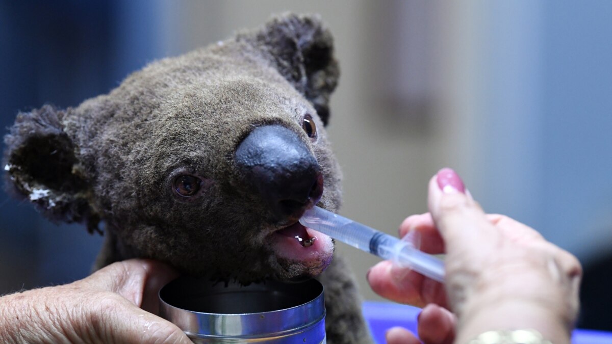 Koalas Could Disappear from Australian State by 2050