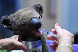 Seekor Koala yang mengalami dehidrasi dan terluka menerima perawatan di Rumah Sakit Port Macquarie Koala di Port Macquarie, 2 November 2019, setelah diselamatkan dari kebakaran semak yang melanda area seluas lebih dari 2.000 hektar. (AFP)