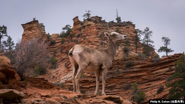 A bighorn desert sheep at Zion National Park