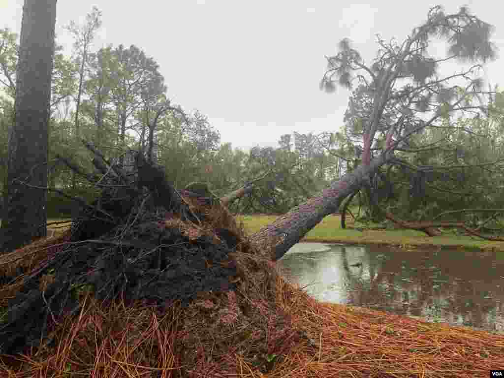 Los fuertes vientos del huracán Florence derriban árboles en Carolina del Norte.