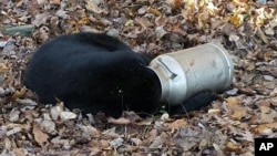 In this photo provided by the Maryland Department of Natural Resources' Wildlife and Heritage Service, a male black bear rests with its head stuck in a milk can near Thurmont, Md., Nov. 16, 2015.
