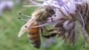 Honeybees pollinate tomatoes, raspberries, strawberries and other fruits and vegetables. Their pollination is worth an estimated $18 billion per year in the United States. 