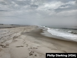 Assateague island is made mostly of sand, and stretches for 43.5 kilometers.