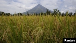 Rice stalks ready for harvesting are pictured in a field near the Mayon volcano in Daraga, Albay, in central Philippines, April 3, 2016.