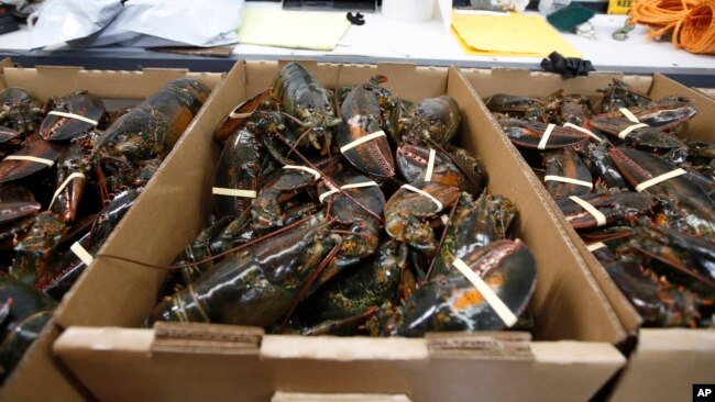 In this file photo, lobsters are packed for shipment at the Lobster Company in Kennebunkport, Maine, March 13, 2020. (AP Photo/Robert F. Bukaty, File)