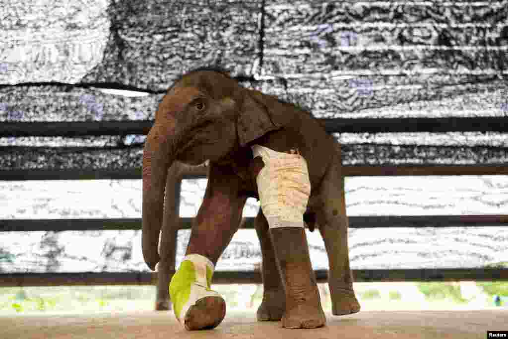 A three-month-old baby elephant is seen recovering in Nong Nooch Tropical Garden in Chonburi, Thailand, following lifesaving treatment after being shot several times and caught in a hunter&#39;s trap.