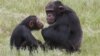 Primates on Menu Raise Health Concerns