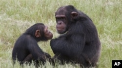 Hai con tinh tinh ở Nam Phi (ảnh minh họa).