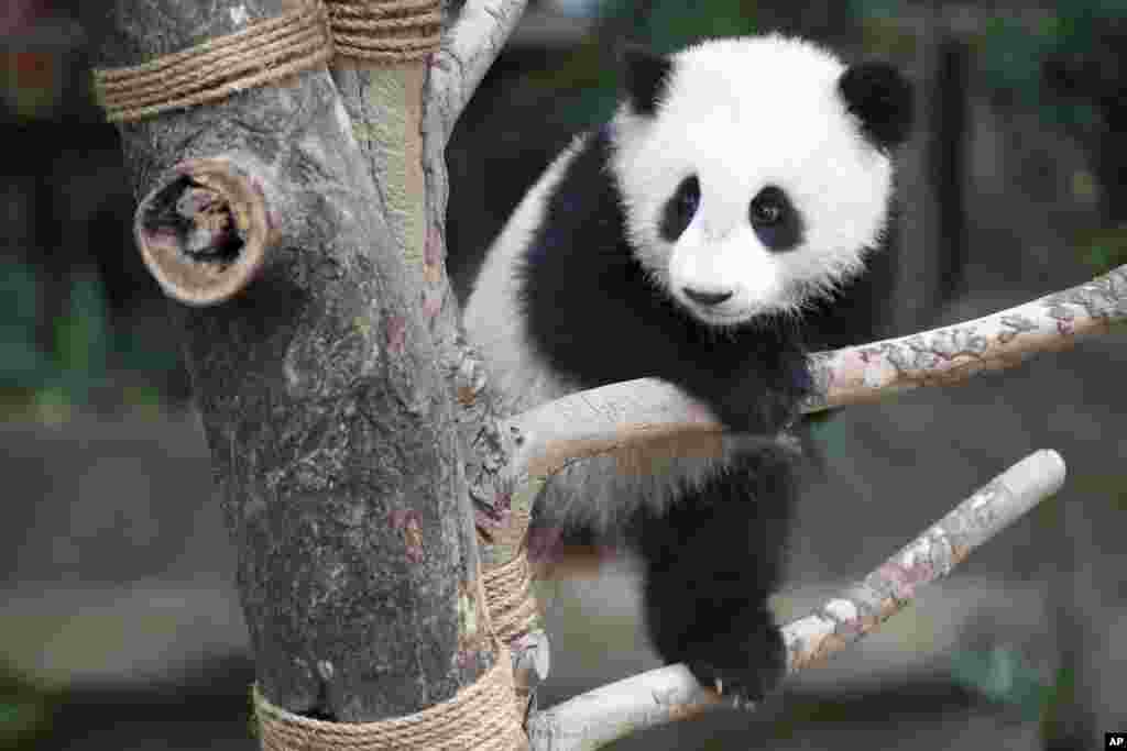 Seven-month old female giant panda cub Nuan Nuan plays inside the panda enclosure at the National Zoo in Kuala Lumpur, Malaysia. The cub is the offspring of Xing Xing and Liang Liang, two giant pandas on loan to Malaysia from China since 2014.