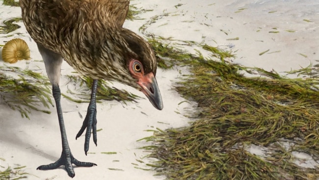 Artist's reconstruction of the world's oldest-known anatomically modern bird, Asteriornis maastrichtensis, in this handout photo released to Reuters on March 17, 2020.