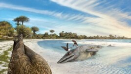 Artist's reconstruction of the world's oldest-known anatomically modern bird, Asteriornis maastrichtensis, in this handout photo released to Reuters on March 17, 2020.