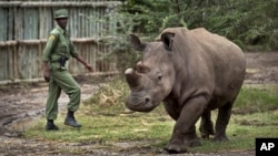 Solo queda un rinoceronte blanco macho en el mundo. 