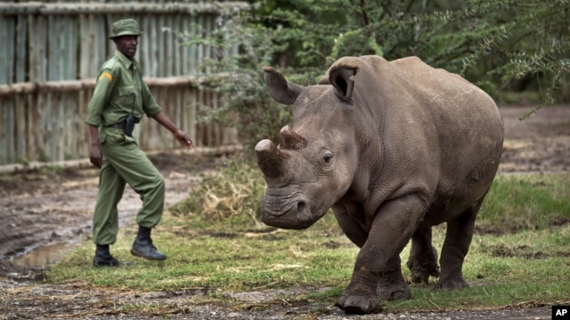 Solo queda un rinoceronte blanco macho en el mundo.