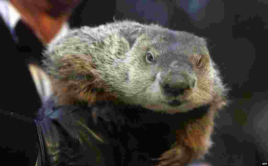 Groundhog Club Co-handler Ron Ploucha holds the weather predicting groundhog, Punxsutawney Phil, after the club said Phil did not see his shadow and there will be an early spring during the Groundhog Day ceremony in Punxsutawney, Pennyslvania.