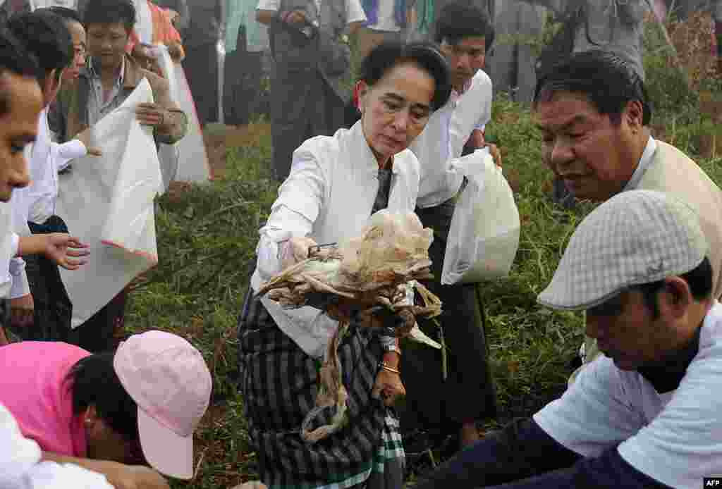 지난달 미얀마 총선에서 압승을 거둔 민주주의민족동맹의 아웅산수치 여사가 첫 국민봉사 활동으로 양곤 외곽 코무에서 당원, 주만들과 함께 쓰레기 청소에 나섰다.