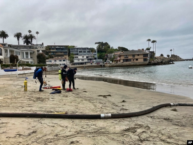 Divers, who are part of a team removing algae, get ready to enter the harbor to help suction and filter out algae in Newport Beach, Calif., Wednesday, July 7, 2021. (AP Photo/Amy Taxin)