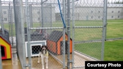 "Dolly" waits for her handler to return from lunch. This rescued shelter dog graduated from a training program at the Stafford Creek prison and has since been adopted. (Tom Banse/VOA)