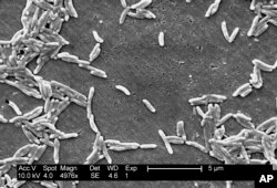 This 2004 electron microscope image made available by the Centers for Disease Control and Prevention shows gram-negative campylobacter fetus bacteria. As of April 2019, recent illnesses tied to raw turkey, ground beef, cut melon and romaine lettuce suggest U.S. food poisoning cases don’t appear to be going away anytime soon.