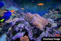 Life on shore reef coral in a of a state-of-the-art research marine aquarium complex (SeaSim) at the Australian Institute of Marine Science,Townsville, March 19, 2015. (Courtesy Image, DFAT / Patrick Hamilton).